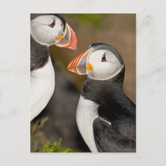 Atlantic Puffin Vykort (Framsida)