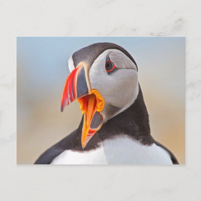 Atlantic Puffin Vykort (Framsida)