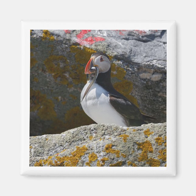 Atlantic Puffin with fish 2x2 magnet (Framsidan)