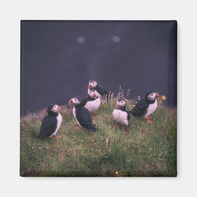 Atlantic Puffins Magnet (Framsidan)