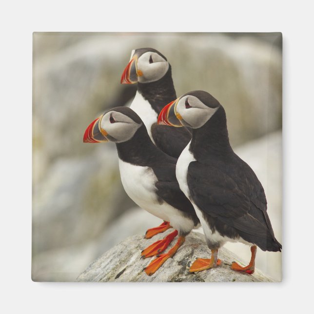 Atlantic Puffins på Machias Seal Island Magnet (Framsidan)
