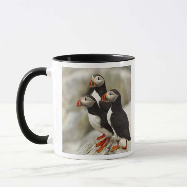 Atlantic Puffins på Machias Seal Island Mugg (Vänster)