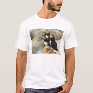 Atlantic Puffins på Machias Seal Island Tee Shirt