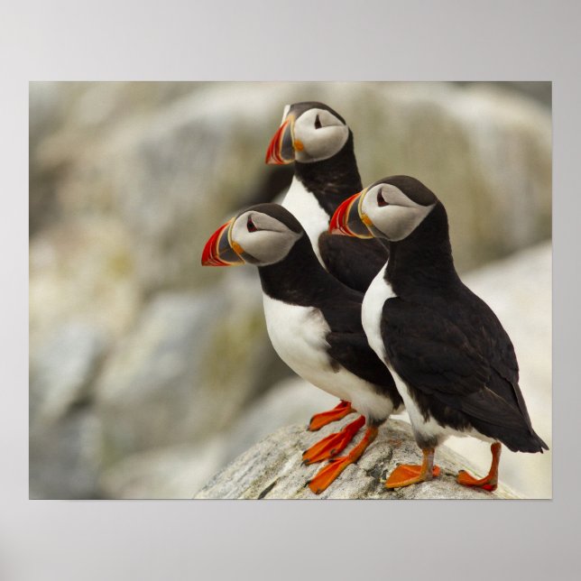 Atlantic Puffins på Machias Seal Island utanför Poster (Framsidan)
