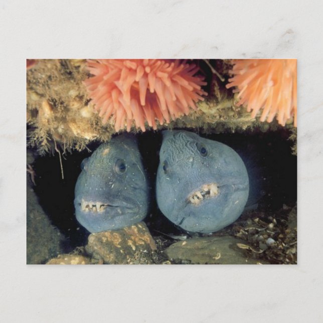 Atlantic Wolffish Vykort (Framsida)