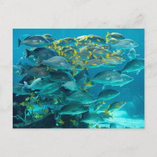 Atlantis fiskakvarium vykort