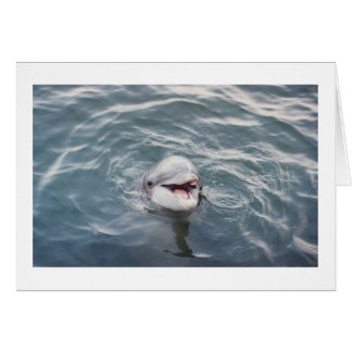 Atlantisk flasknosdelfin hälsningskort