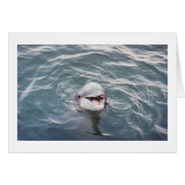 Atlantisk flasknosdelfin hälsningskort (Framsidan Horizontal)