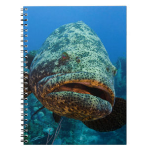 Atlantisk jättegrouper anteckningsbok med spiral