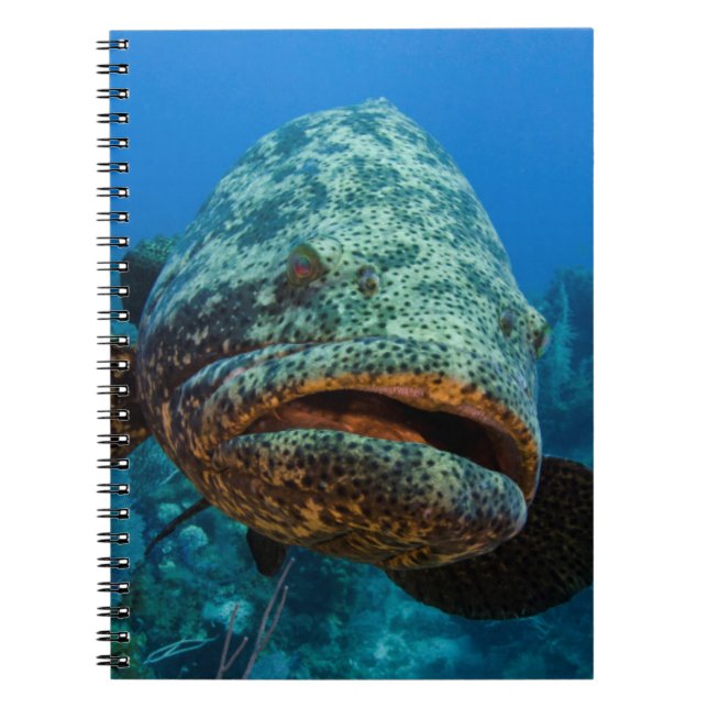 Atlantisk jättegrouper anteckningsbok med spiral (Framsidan)