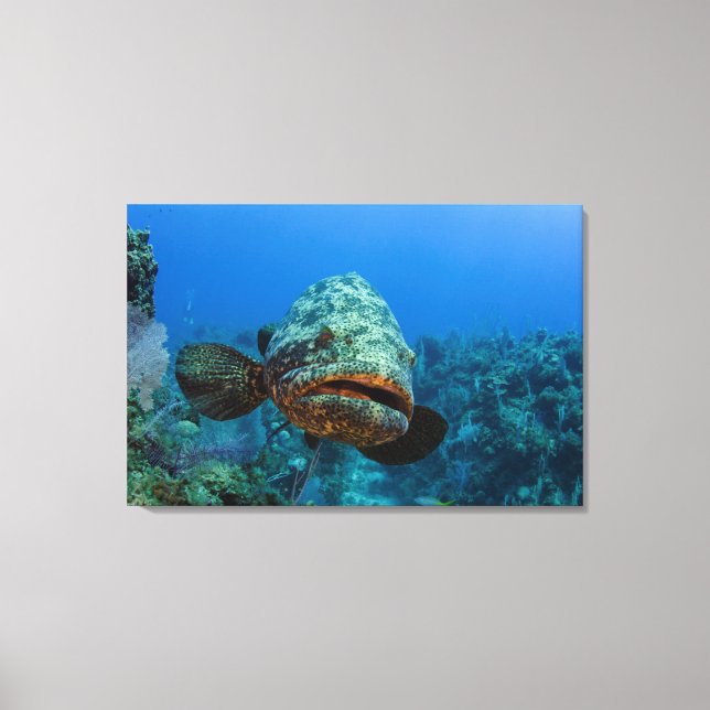 Atlantisk jättegrouper canvastryck (Framsida)