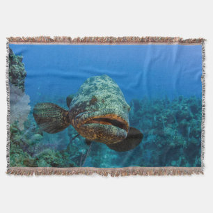 Atlantisk jättegrouper filt