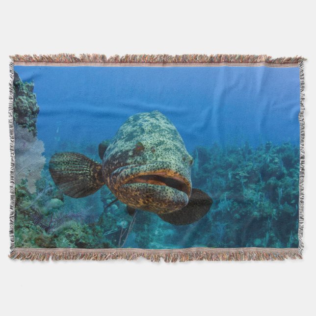 Atlantisk jättegrouper filt (Framsidan)