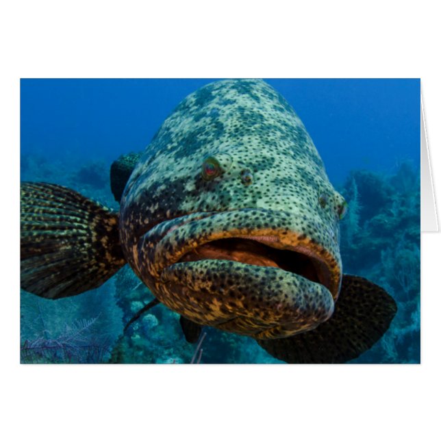 Atlantisk jättegrouper hälsningskort (Framsidan Horizontal)