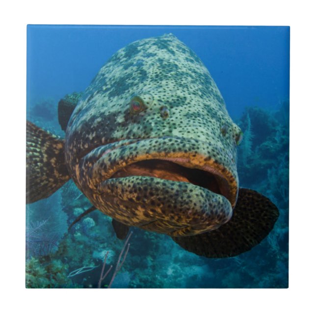 Atlantisk jättegrouper kakelplatta (Framsidan)