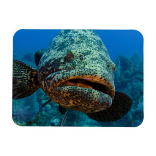 Atlantisk jättegrouper magnet