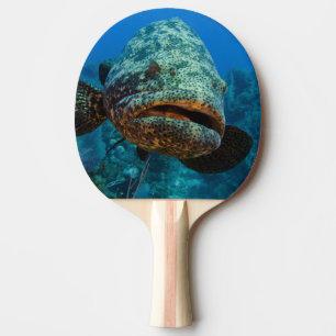 Atlantisk jättegrouper pingisracket