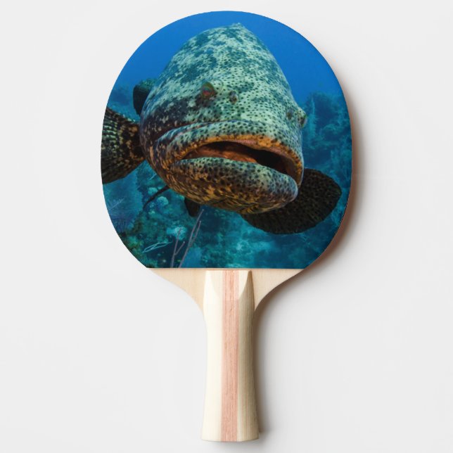 Atlantisk jättegrouper pingisracket (Framsidan)