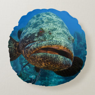 Atlantisk jättegrouper rund kudde