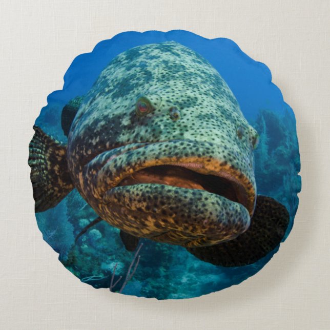 Atlantisk jättegrouper rund kudde (Framsidan)