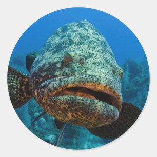 Atlantisk jättegrouper runt klistermärke