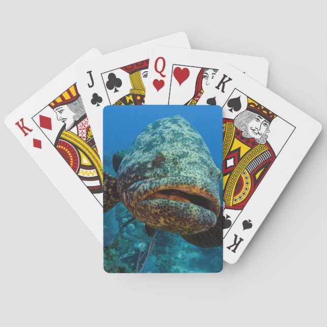 Atlantisk jättegrouper spel kort (Baksidan)