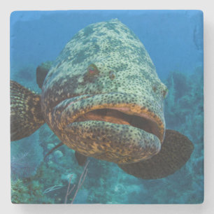 Atlantisk jättegrouper stenunderlägg