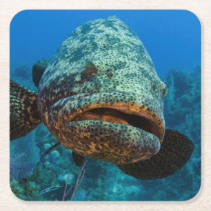 Atlantisk jättegrouper underlägg papper kvadrat