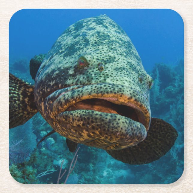 Atlantisk jättegrouper underlägg papper kvadrat (Framsidan)