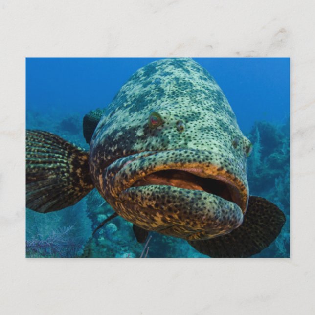 Atlantisk jättegrouper vykort (Framsida)