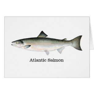 Atlantisk lax hälsningskort