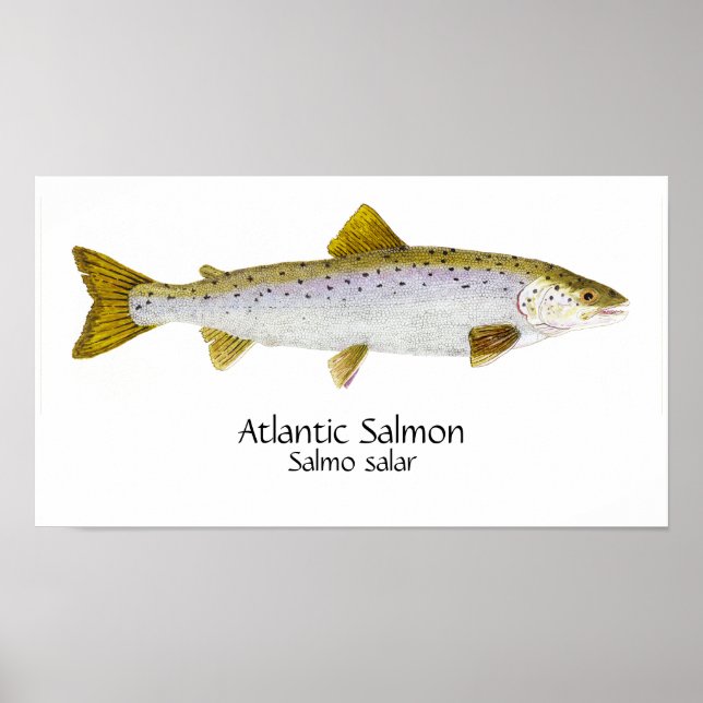 Atlantisk Lax Konst Poster (Framsidan)