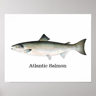 Atlantisk laxfisk poster