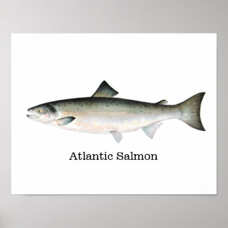 Atlantisk laxfisk poster