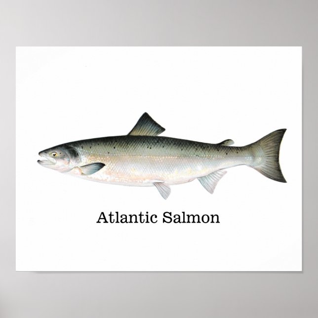 Atlantisk laxfisk poster (Framsidan)