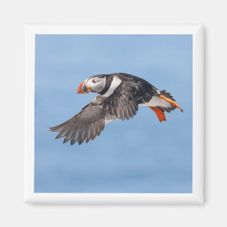 Atlantisk lunnefågel 2x2 magnet