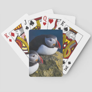 Atlantisk lunnefågel (Fratercula arctica) 7 Casinokort