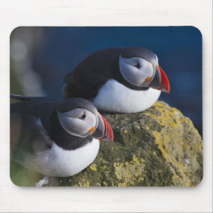 Atlantisk lunnefågel (Fratercula arctica) 7 Musmatta