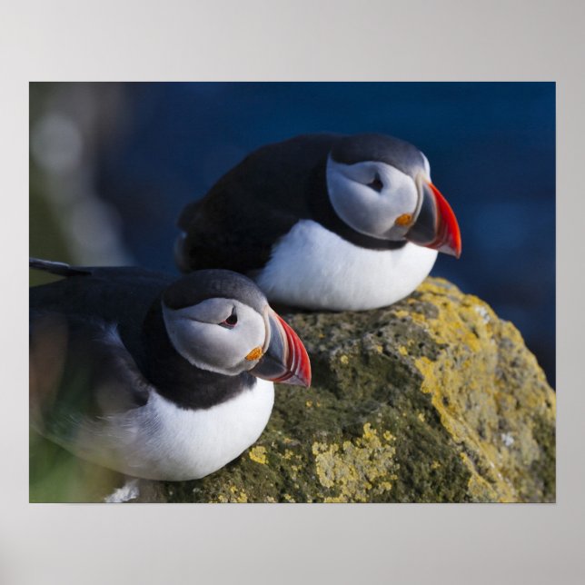 Atlantisk lunnefågel (Fratercula arctica) 7 Poster (Framsidan)