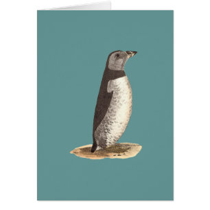 Atlantisk puffin (Arktisk puffin) Fratercula arcti Hälsningskort
