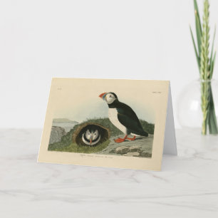 Atlantisk puffin från Audubon's Birds of America Kort