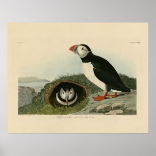 Atlantisk puffin från Audubon's Birds of America Poster