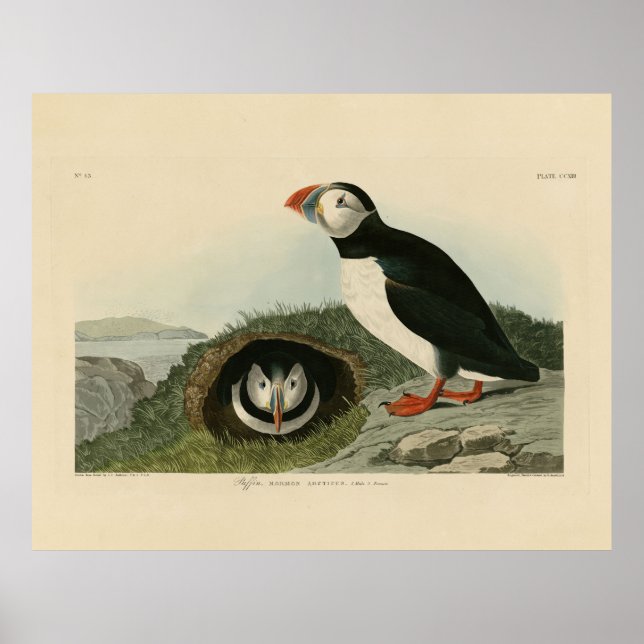 Atlantisk puffin från Audubon's Birds of America Poster (Framsidan)