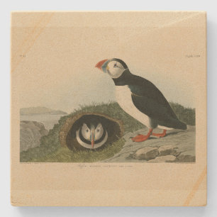 Atlantisk puffin från Audubon's Birds of America Stenunderlägg