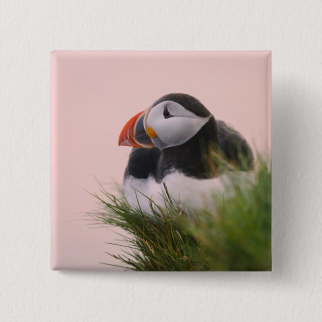 Atlantisk puffin (Fratercula arctica) 6 Knapp (Framsida)