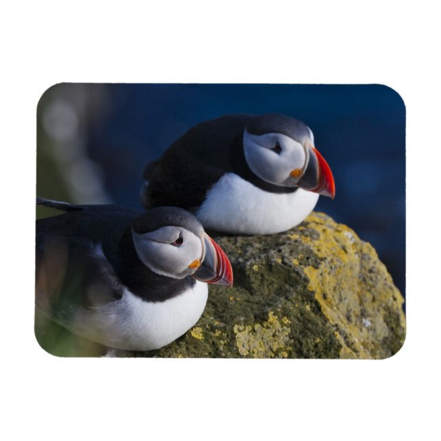 Atlantisk puffin (Fratercula arctica) 7 Magnet (Horisontell)