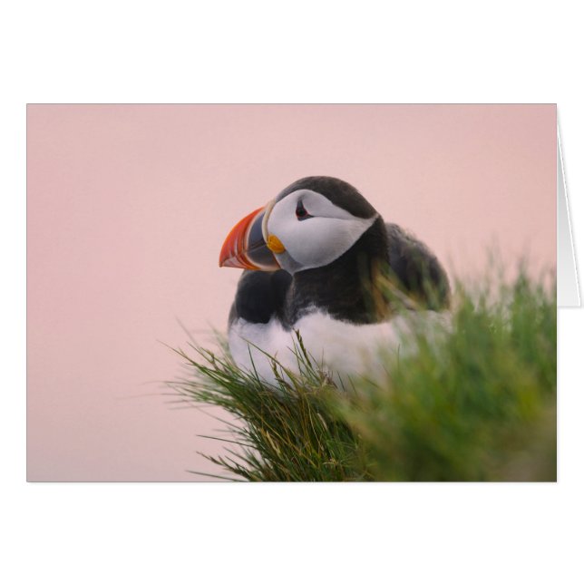 Atlantisk puffin (Fratercula arctica) Hälsningskort (Framsidan Horizontal)