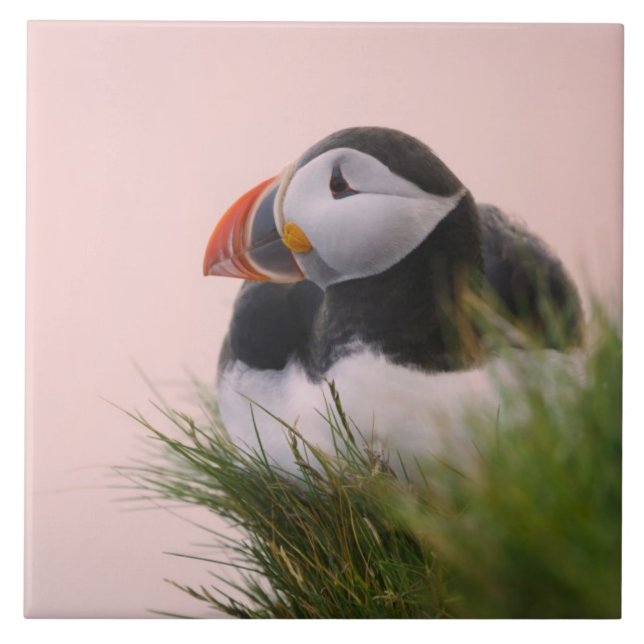 Atlantisk puffin (Fratercula arctica) Kakelplatta (Framsidan)