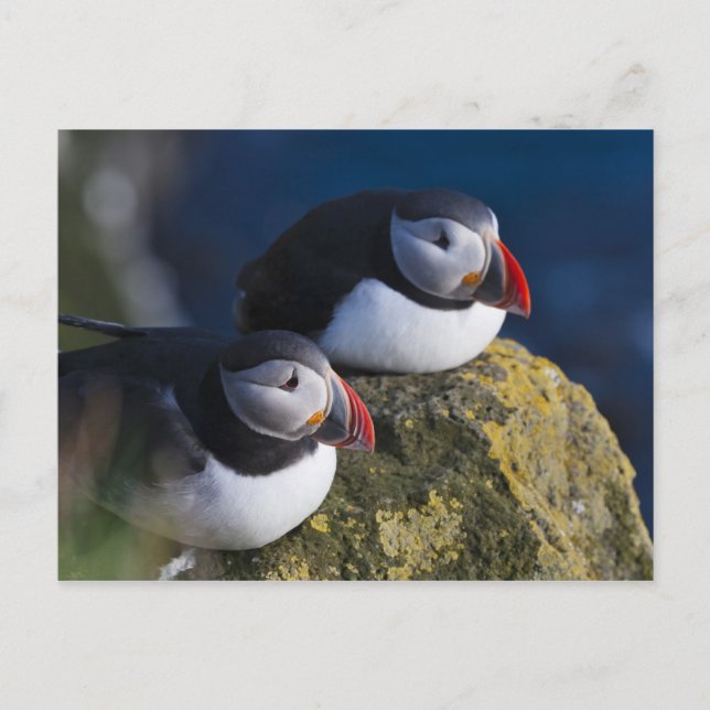 Atlantisk Puffin (Fraterculaarctica) 7 Vykort (Framsida)