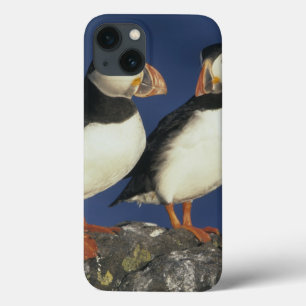 Atlantisk puffin-, Fraterculaarctica), in